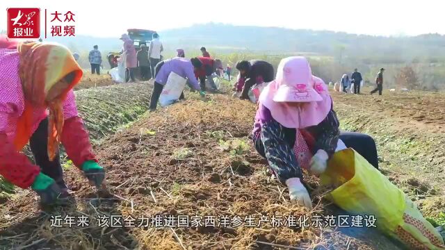 丨乡村振兴看威海ⷮŠ文登西洋参进入收获季