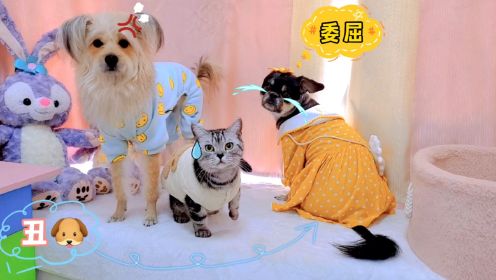 狗狗们吵架，猫咪劝和：巧克力也太好哄了！