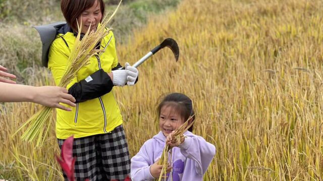 风吹稻香——幼儿园社会实践活动