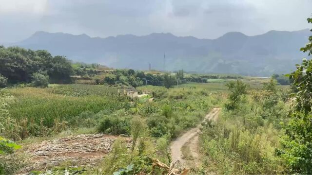 后枕官山,手抓金印,王君植山东看风水分享潍坊第一大地