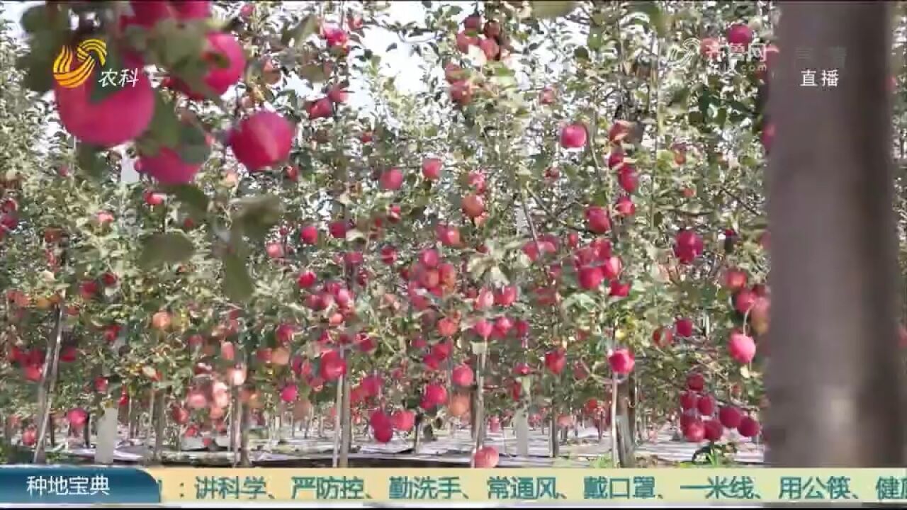 这个果园采用矮砧密植栽培模式,实现早丰产、早收益_腾讯视频