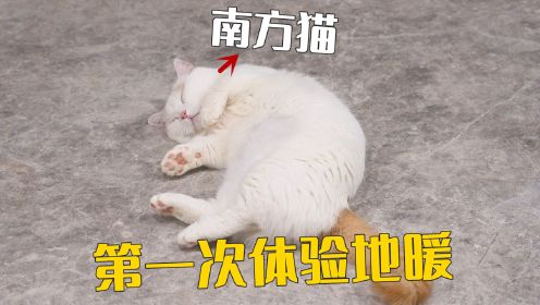 自从家里开了地暖，5只猫恨不得黏在地上！