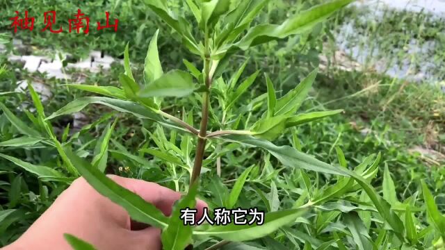 河边墨旱莲又称“乌发草”,捣碎煮水价值好,你的家乡有吗