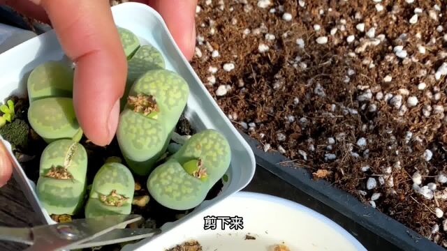 生石花多肉植物如何播种?你们要的播种教程来了!