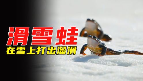 棕蛙在冰上“滑雪”，为了产珍珠奶茶，不怕被冻死，动物纪录片