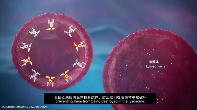 重症肌无力治疗翻开新篇章——靶向FcRn的清除抗体的精准疗法