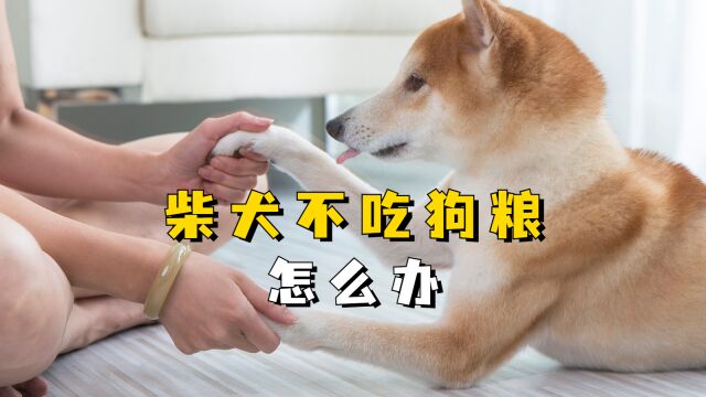 柴犬不吃狗粮怎么办?