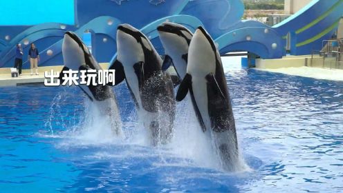 快乐回来啦！等不及叫你出来玩啦！感受暖冬“鲸”妙时光，在上海海昌海洋公园 “鱼”你相约企鹅生蛋季