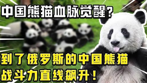 中国熊猫血脉觉醒？到了俄罗斯的中国熊猫，战斗力直接飙升！