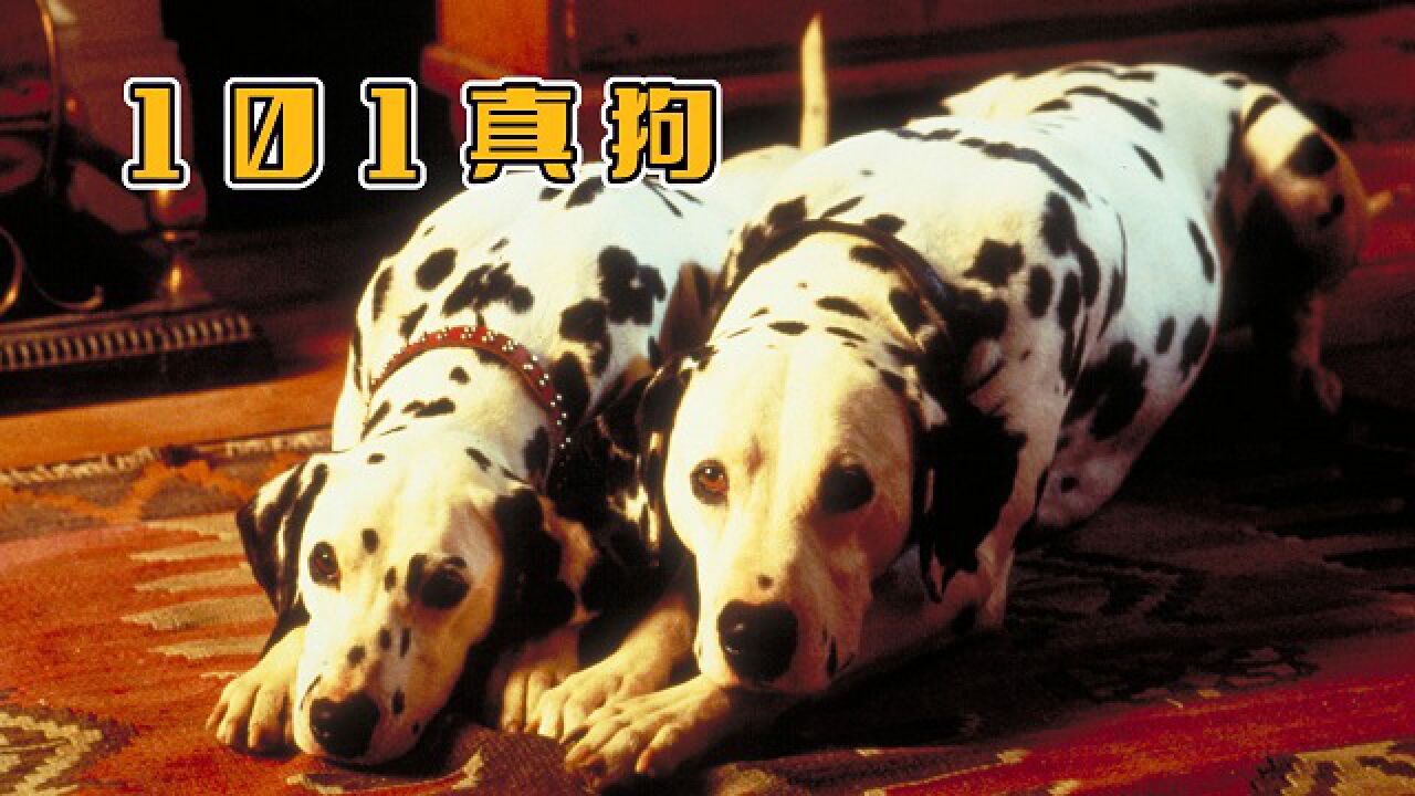 经典喜剧《101真狗》魔女库伊拉与斑点狗的恩怨情仇_腾讯视频