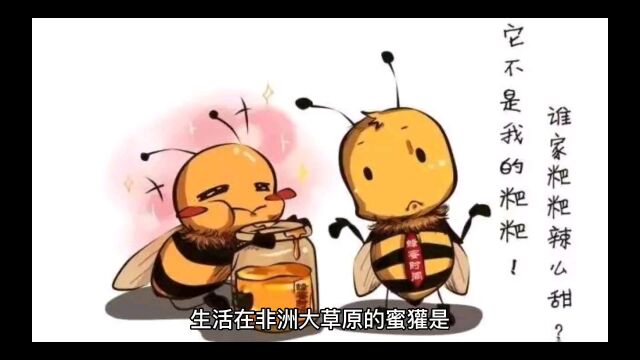 蜜獾与蜜蜂