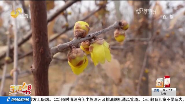 暗香徐来!济南千佛山景区腊梅开花了,花瓣缀满枝头,为冬日增色