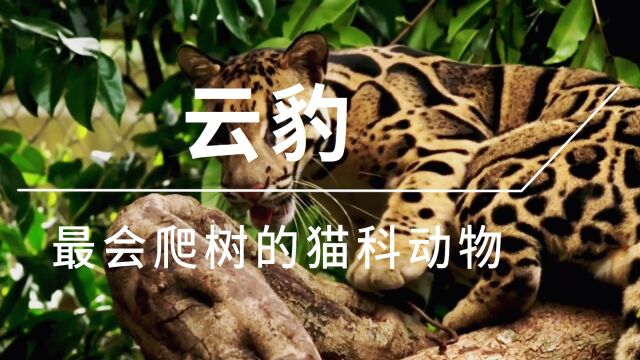 世界上最会爬树的猫科动物,云豹