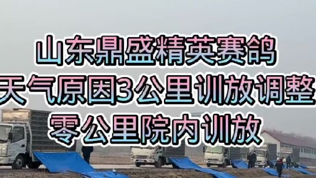 山东鼎盛精英赛鸽公棚因天气原因三公里训放调整为零公里院内训放