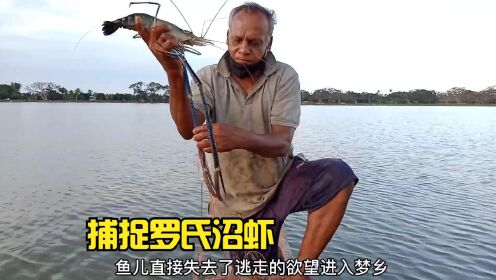 渔民利用粘网在河里捕鱼，捕获十几只超大的罗氏沼虾和一条鲮鱼
