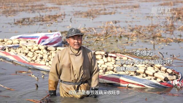 江苏兴化:“藕”遇丰收迎新年