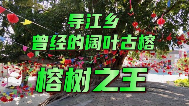 导江乡曾经的阔叶古榕,被喻为“榕树之王”,老导江人才知道的事