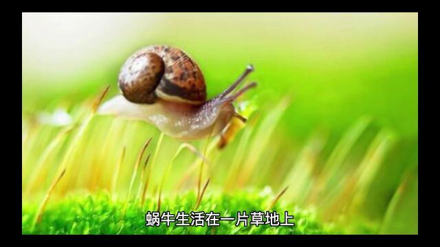 小蜗牛的故事