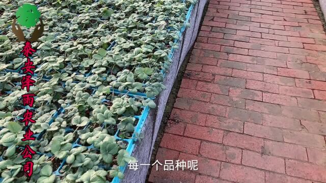 带你了解适合云南 贵州地区栽植的黔莓三号草莓种苗