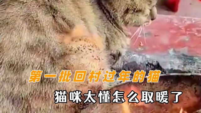 第一批回村过年的猫怎么样了 猫咪太懂取暖了,白猫都变成小黑猫了