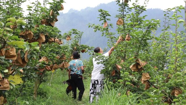 汀坪村:梨果压枝头 丰收香满园