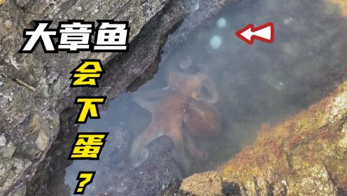 小章赶海，发现一只大章鱼！身后还有蛋！难道章鱼会下蛋？