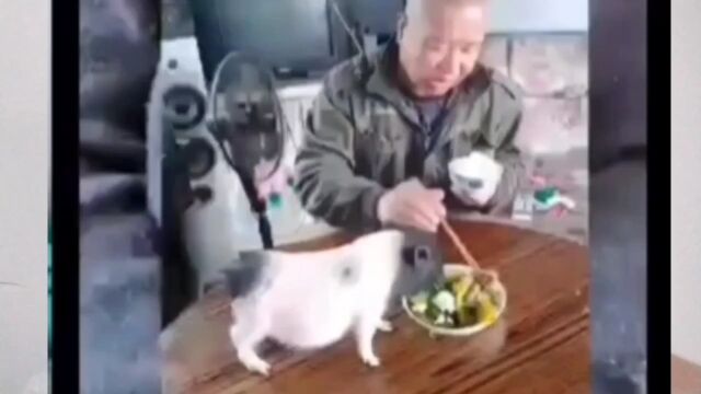 猪和人同桌吃饭猪真幸福