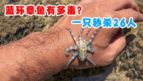 蓝环章鱼到底有多毒？一只秒杀26人，至今没有抗毒素预防_高清