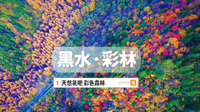 川西北壮观黑水彩林,斑斓梦幻的七彩世界,感受阿坝秋日多彩浪漫