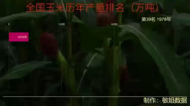 全国玉米历年产量排名