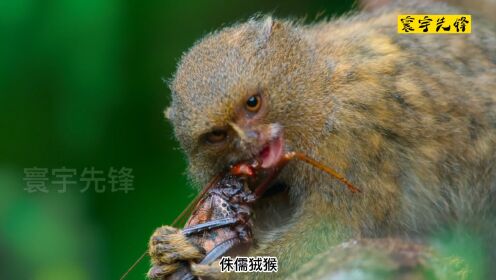 《侏儒狨猴:舌尖上的南美洲》#大自然#动物_高清1080P在线观看平台_腾讯视频