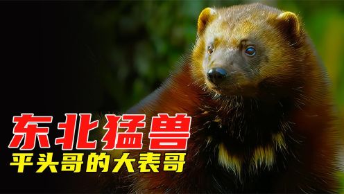 东北猛兽狼獾，单挑狼群，吊打比自己大20倍的驯鹿，动物纪录片