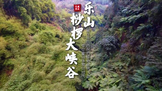 宝藏重庆 | 重返侏罗纪 藏在乐山西坝的原始丛林