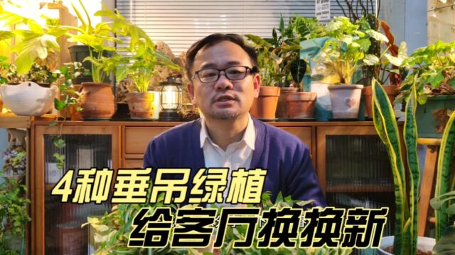 4种垂吊绿植,养护难度一颗星,适合新手,给客厅换换新