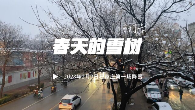 石家庄一场大雪过后,树上开满了美丽的雪花