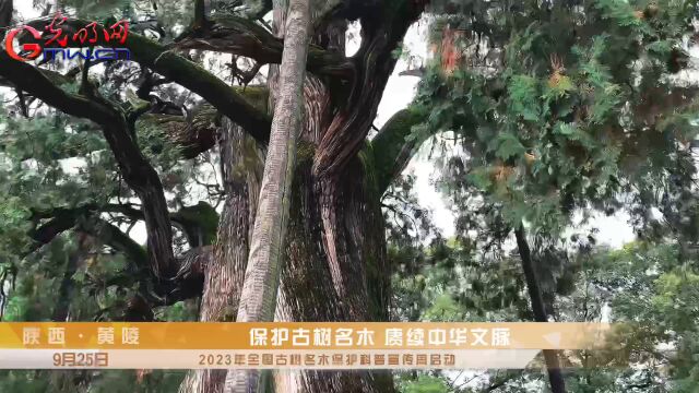 5000年古树的年龄是怎么推算出来的?