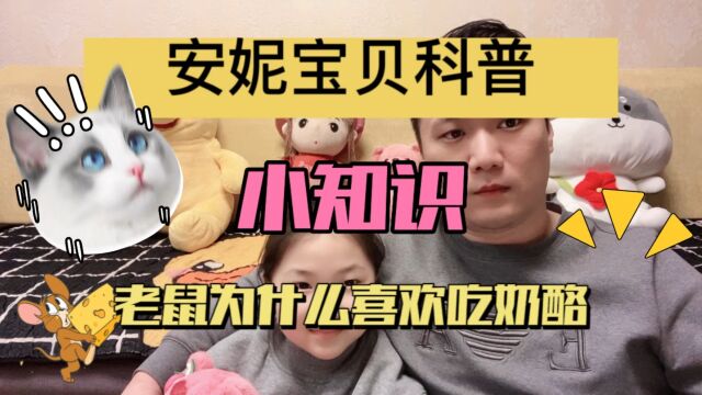 《猫和老鼠》老鼠为什么喜欢吃奶酪,安妮宝贝每日科普小知识