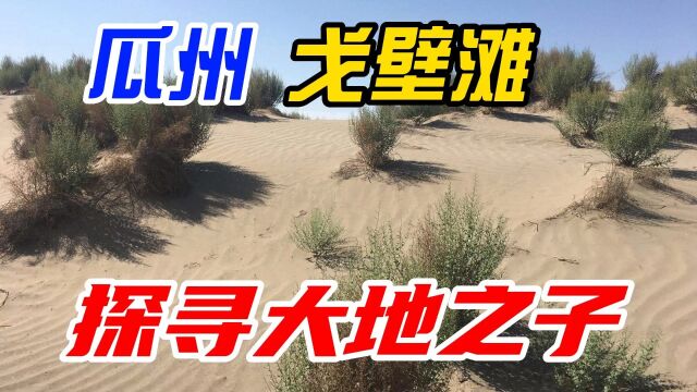 瓜州戈壁滩:探寻大地之子的柔情与生命