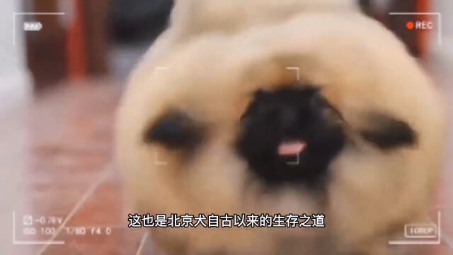 北京犬究竟是不是#京巴#安心养宠拒绝emo#安心养宠#狗#宠物知识