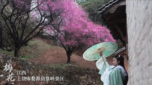 微视频|花开沃野 春暖中国