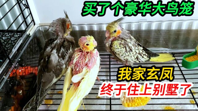 买了个豪华大鸟笼,玄凤鹦鹉直接住上别墅,以后别说我家鸟笼小了