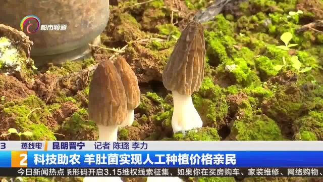 科技助农 羊肚菌实现人工种植价格亲民