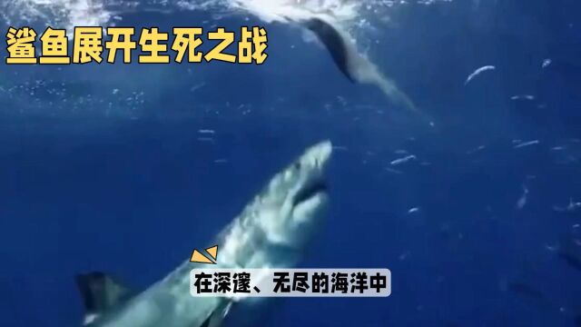 深海霸主生死之战