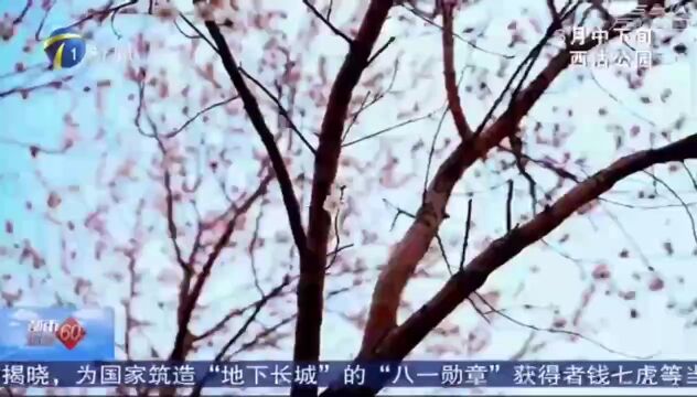 天津电视台、津云:最新赏桃花攻略→