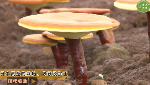 现代农业之——日本灵芝的栽培、收获及加工（老王讲糖系列视频）