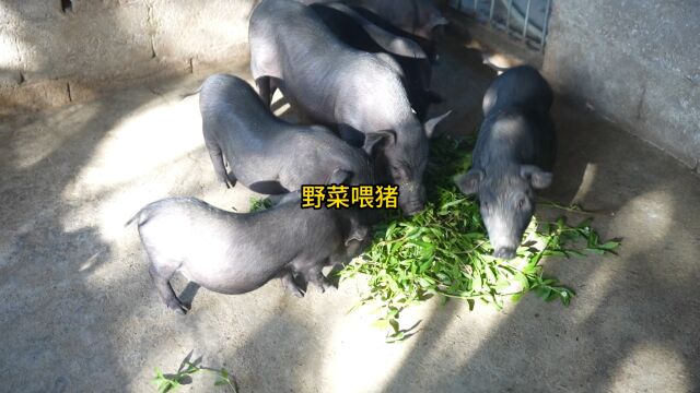 捡野菜喂环江香猪