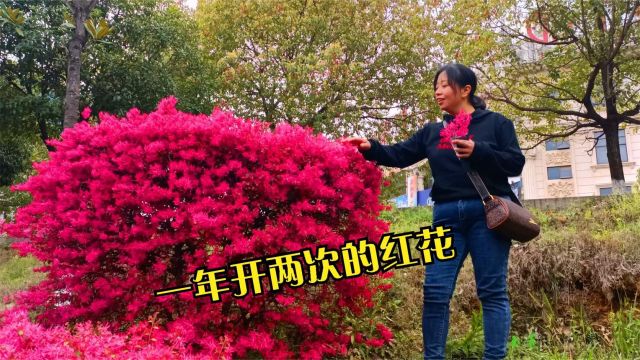 红花檵木一年开花两次的植物,花叶集一体叶子为暗红,你知道吗