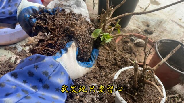 垃圾桶边上捡来3棵带芽点绣球,配土修根上盆,有效提高成活率