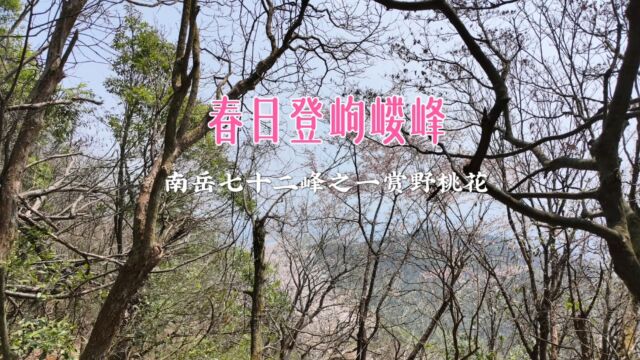 春日登南岳七十二峰之岣嵝峰,偶遇最美野桃花