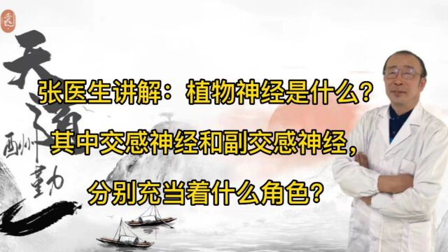 张医生讲解:植物神经是什么?交感神经和副交感神经充当什么角色?